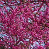 Redbud Tree Live Plant Bare Root, Red Bud Plant, Hardy Shrub Plant from 26 to 28 Inc Tall