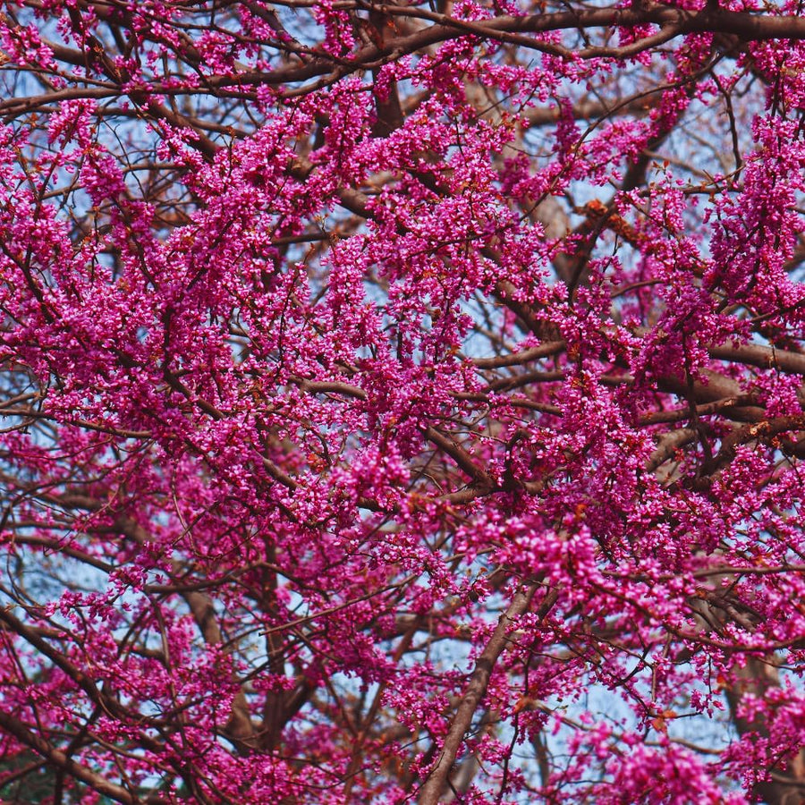 Redbud Tree Live Plant Bare Root, Red Bud Plant, Hardy Shrub Plant from 26 to 28 Inc Tall
