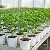 Outdoor Moringa Tree Live Plant, 6-8 Inc Malunggay Plants Live, Drumstick Tree Horseradish, Herb Moringa Plants for Planting in 4" Pot