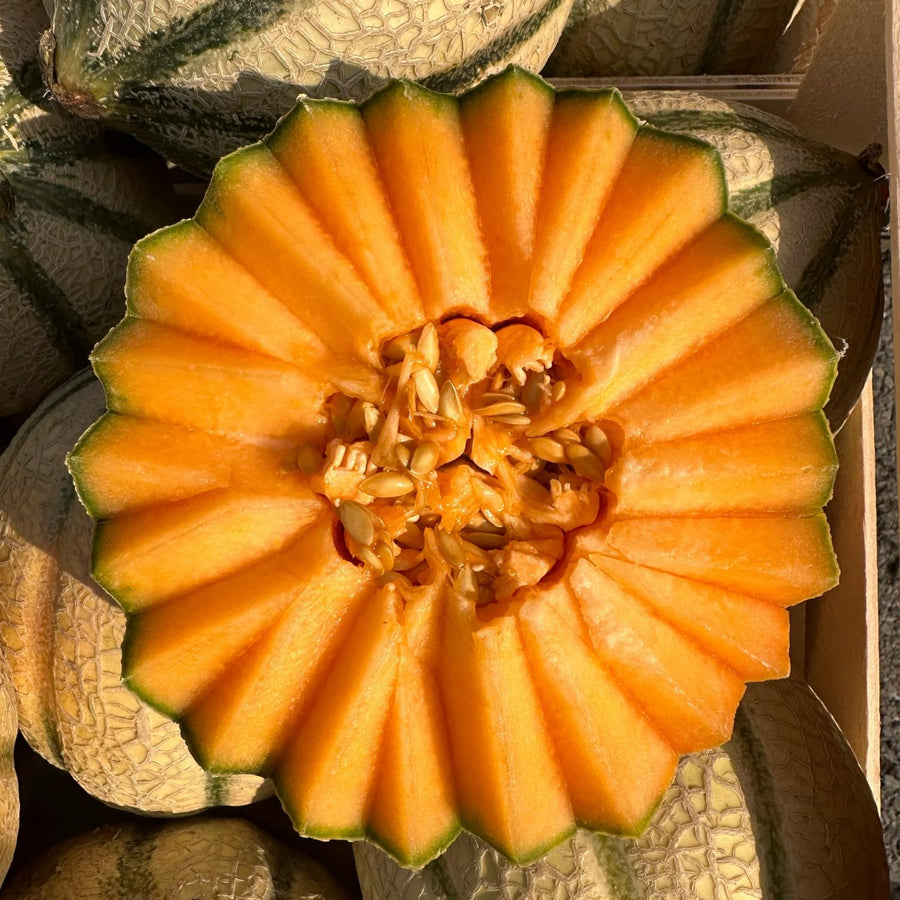 2 Live Hales Melon Plants, Sweet Melon for Planting, Vegetable Plant 4-6 Inches Tall in 4 Inches Pot, Edible Fruit for Garden