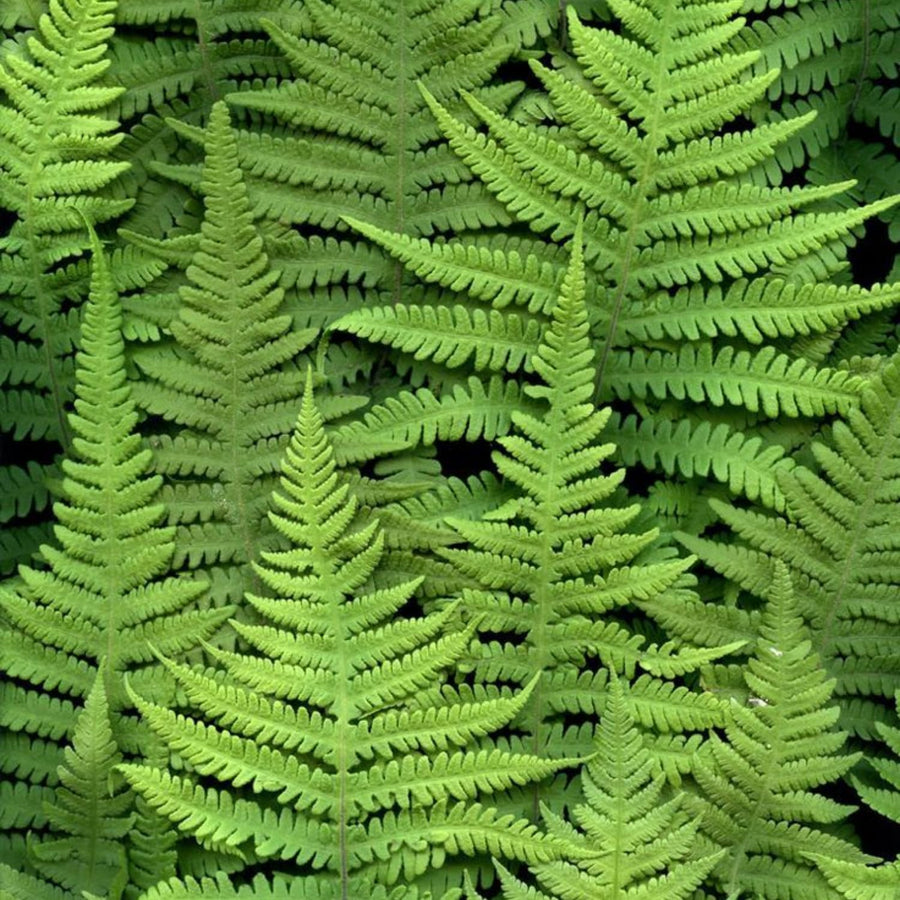 10 Hay Scented Fern Live Rhizomes, Shade Perennial Fern Plants for Outdoor Growing, Hardy, Fast Growing