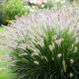 2 Ornamental Grass Plants - White Fountain Grasses Live Plants Perennial - 5-9 Inc Tall - Live Grass Seedlings Indoor Outdoor