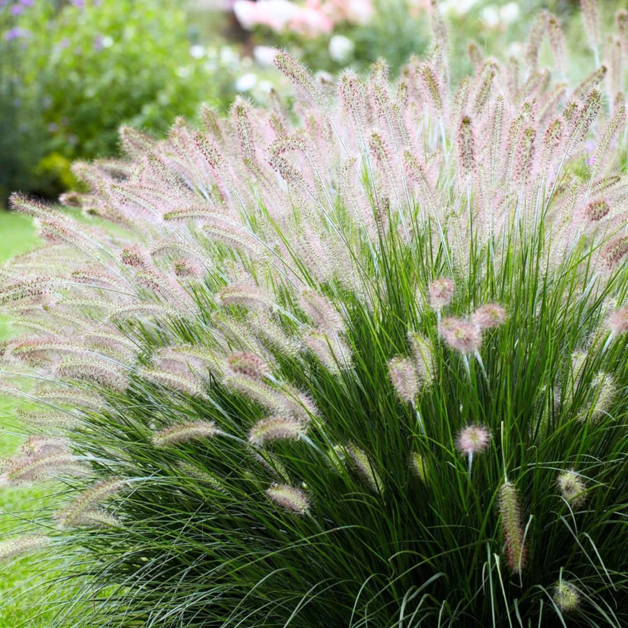 2 Ornamental Grass Plants - White Fountain Grasses Live Plants Perennial - 5-9 Inc Tall - Live Grass Seedlings Indoor Outdoor