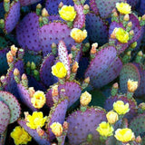 Purple Prickly Pear Cactus Live Plant 6-8 Inches, Cold Hardy Cactus, Outdoor or Container Growing
