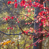 Burning Bush Live Plant, Burning Bush Shrub, 5 Live Bare Root, 6-12 Inches Tall, Vibrant Red Foliage for Landscapes and Garden Border