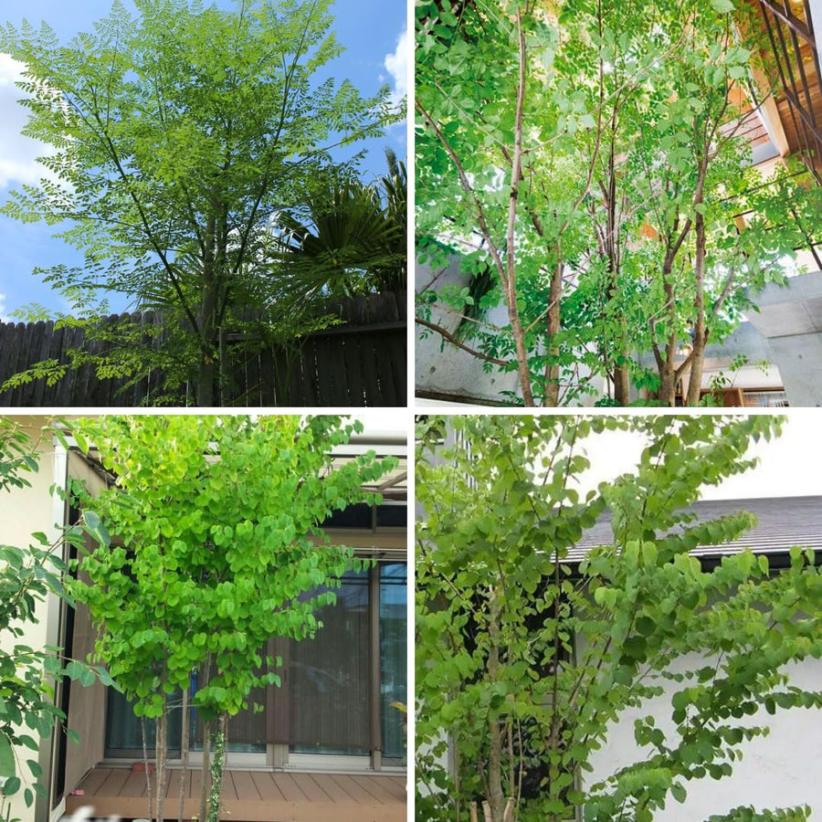 100 Moringa Oleifera Drumstick Seeds for Planting, Moringa Seeds, Herb Garden, Easy to Plant
