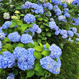 Blue Hydrangea Live Plant, 2.5 Inch Pot Hydrangea Plant - Change Bloom Colors, Perennial and Hardy Blooming Shrub for Garden, Patio and Landscape