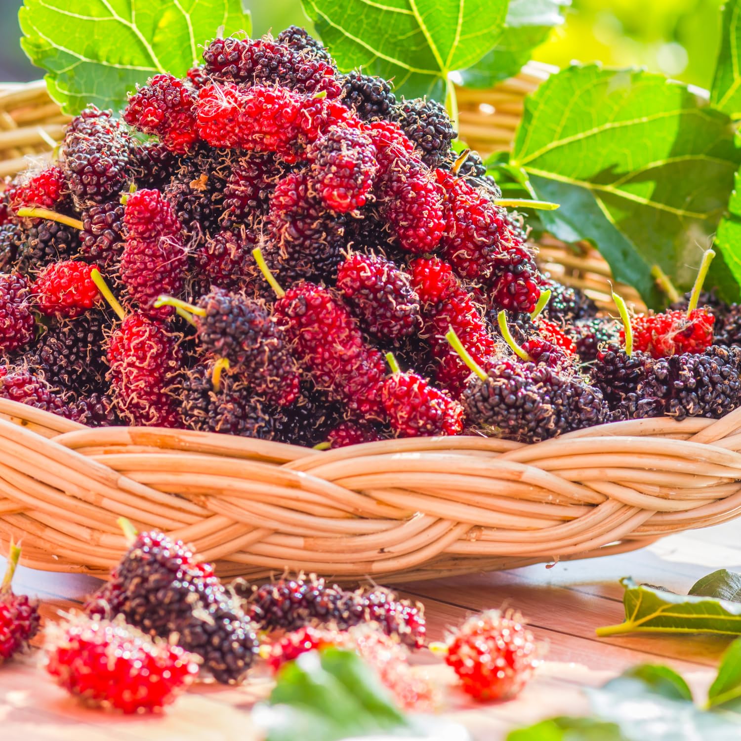 3 Years Old Red Mulberry Tree Live Plant, Ready to Bear Fruit, High Yielding, Zones 9-11, Size 2-3 Feet
