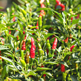 100 Bird Chili Pepper Seeds, Thai Chili Pepper Seeds, Hot Pepper Vegetable Seeds for Outdoor Garden and Indoor Containers