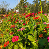 500 Zinnia Flower Seeds Mix, Vibrant Colors, Bright Colorful Blooms for Outdoor Garden