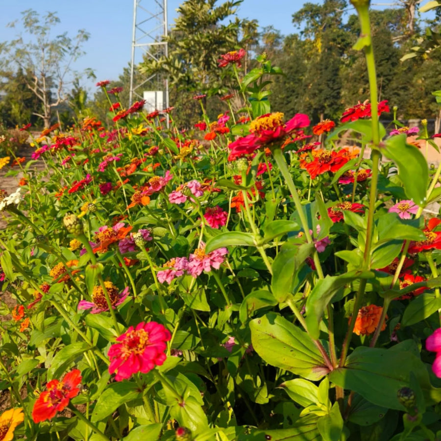 500 Zinnia Flower Seeds Mix, Vibrant Colors, Bright Colorful Blooms for Outdoor Garden