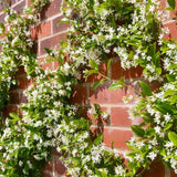 Green Star Jasmine Live Plant, Fragrant Flowering Jasmine in 3'' Pot, 8-10 Inches Tall, Flowering Vine Plant for Outdoor Garden