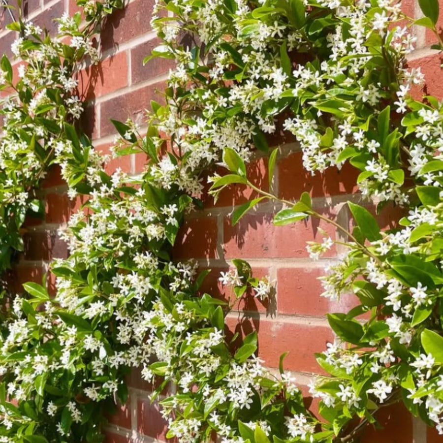 Green Star Jasmine Live Plant, Fragrant Flowering Jasmine in 3'' Pot, 8-10 Inches Tall, Flowering Vine Plant for Outdoor Garden