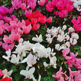 White Cyclamen Plant Live, Cyclamen Flower Live Plant, 5'' to 7'' Tall, Easy to Plant, Out Garden