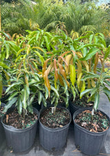 Sweet Mango Tree Live Plant in Pot, 12-16 Inches Mango Trees Seedlings Well Rooted, Fast-Growing