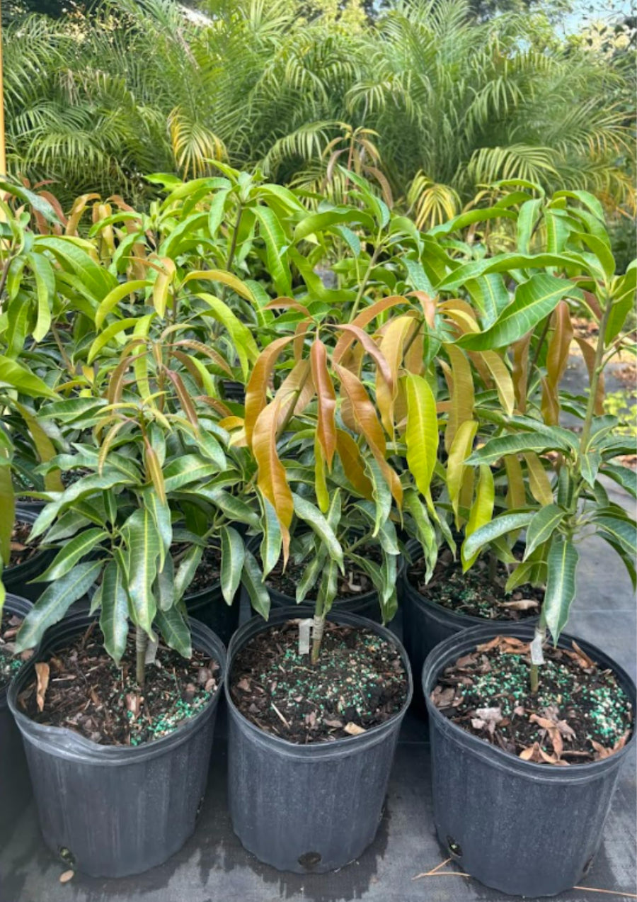 Sweet Mango Tree Live Plant in Pot, 12-16 Inches Mango Trees Seedlings Well Rooted, Fast-Growing