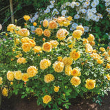 2 Rose Plants Live, Dwarf Miniature Rose Bush Live Plants, Fragrant Rose Flowers, Well Rooted 5-10 Inch Tall, No Pot (Yellow Rose)