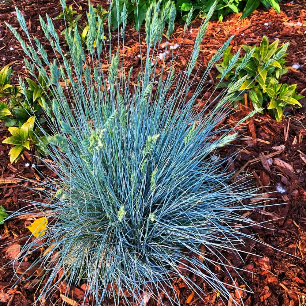 Blue Fescue Grass Plants Live, Ornamental Grass for Outdoor Landscaping and Containers, in 4" Pot