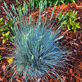 Blue Fescue Grass Plants Live, Ornamental Grass for Outdoor Landscaping and Containers, in 4" Pot
