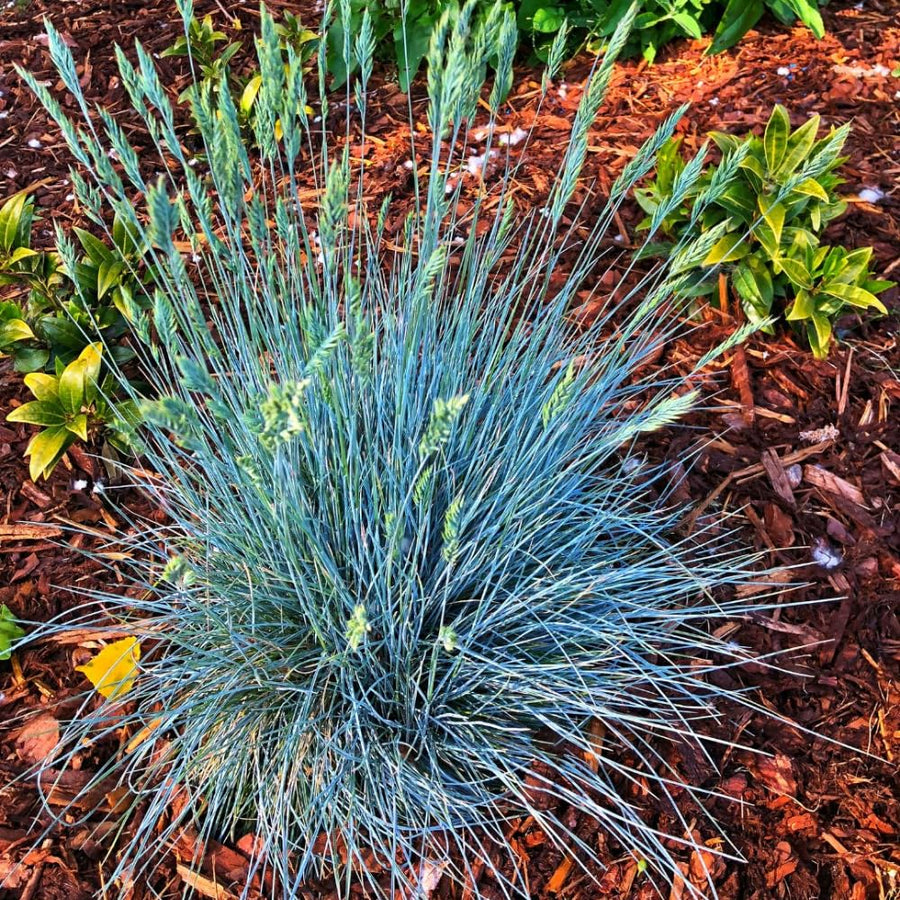 Blue Fescue Grass Plants Live, Ornamental Grass for Outdoor Landscaping and Containers, in 4" Pot
