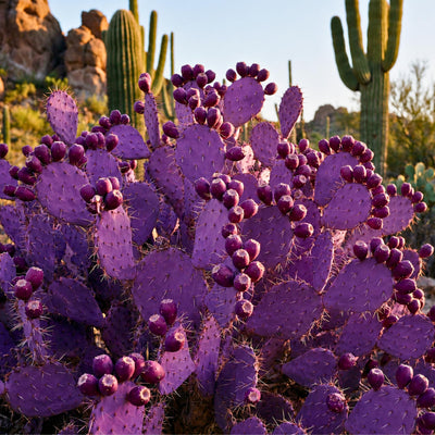 Purple Prickly Pear Cactus Plant Live, Cactus Succulent for Home Decor 6–8 Inch Tall, Cold Hardy, Indoor Outdoor Planting