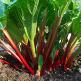 Pack 5 Rhubarb Plants Roots for Planting Outdoor, Red Rhubarb Plant Roots, Vegetable Root Live, Bareroot for Planting