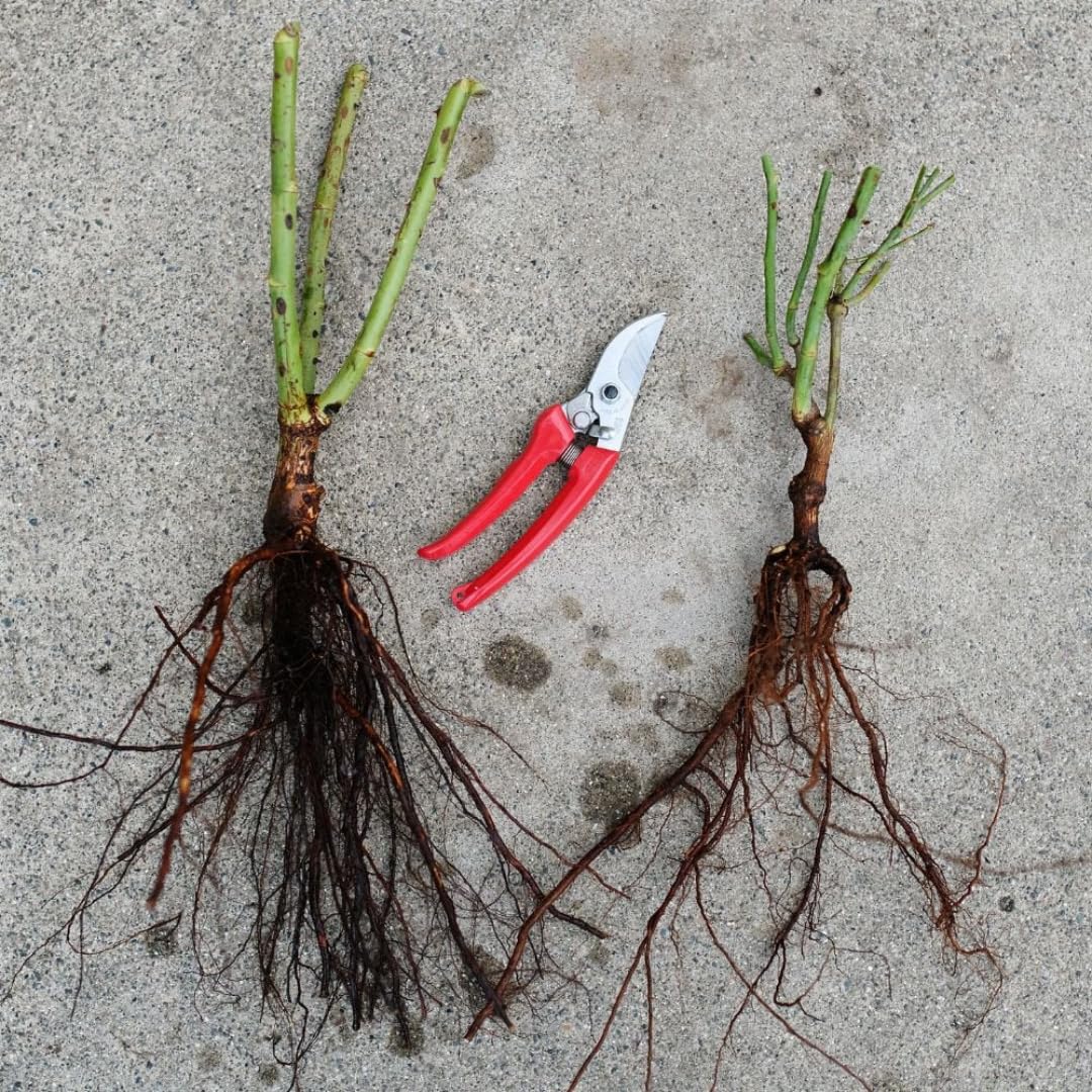 New Dawn Climbing Rose Live Plant, Fragrant Rose Bush Ready to Plants, Zone 5 to 9, Size 5 to 7 Inches and Bare Root