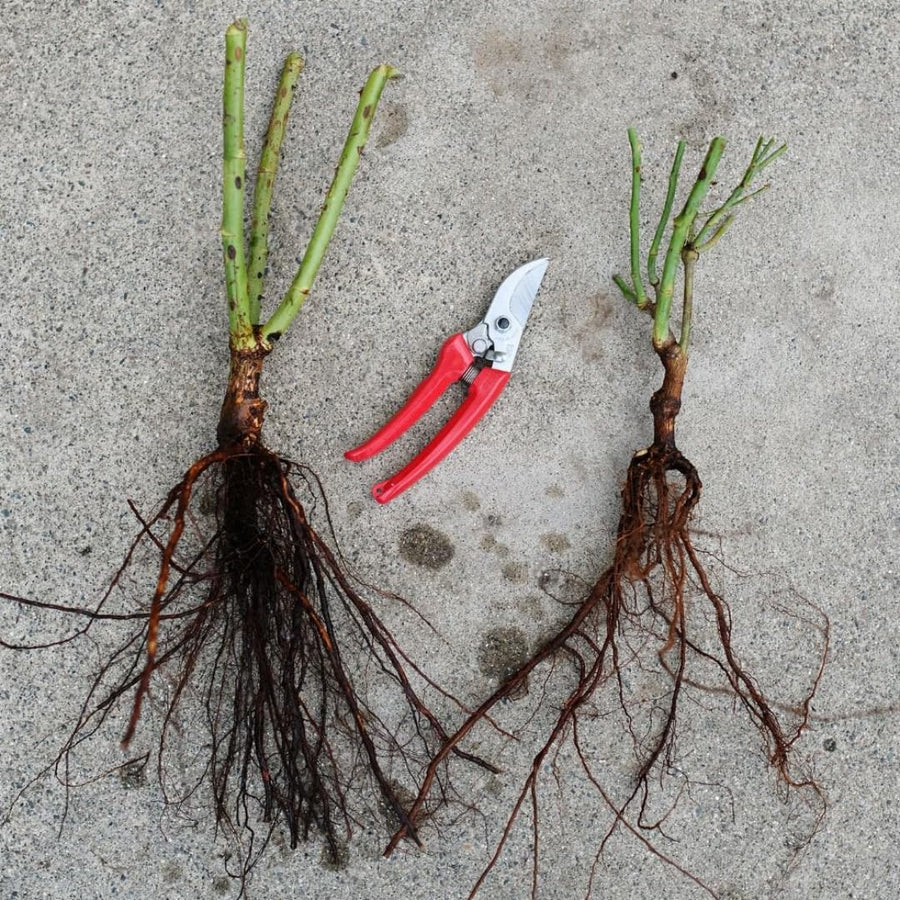 New Dawn Climbing Rose Live Plant, Fragrant Rose Bush Ready to Plants, Zone 5 to 9, Size 5 to 7 Inches and Bare Root