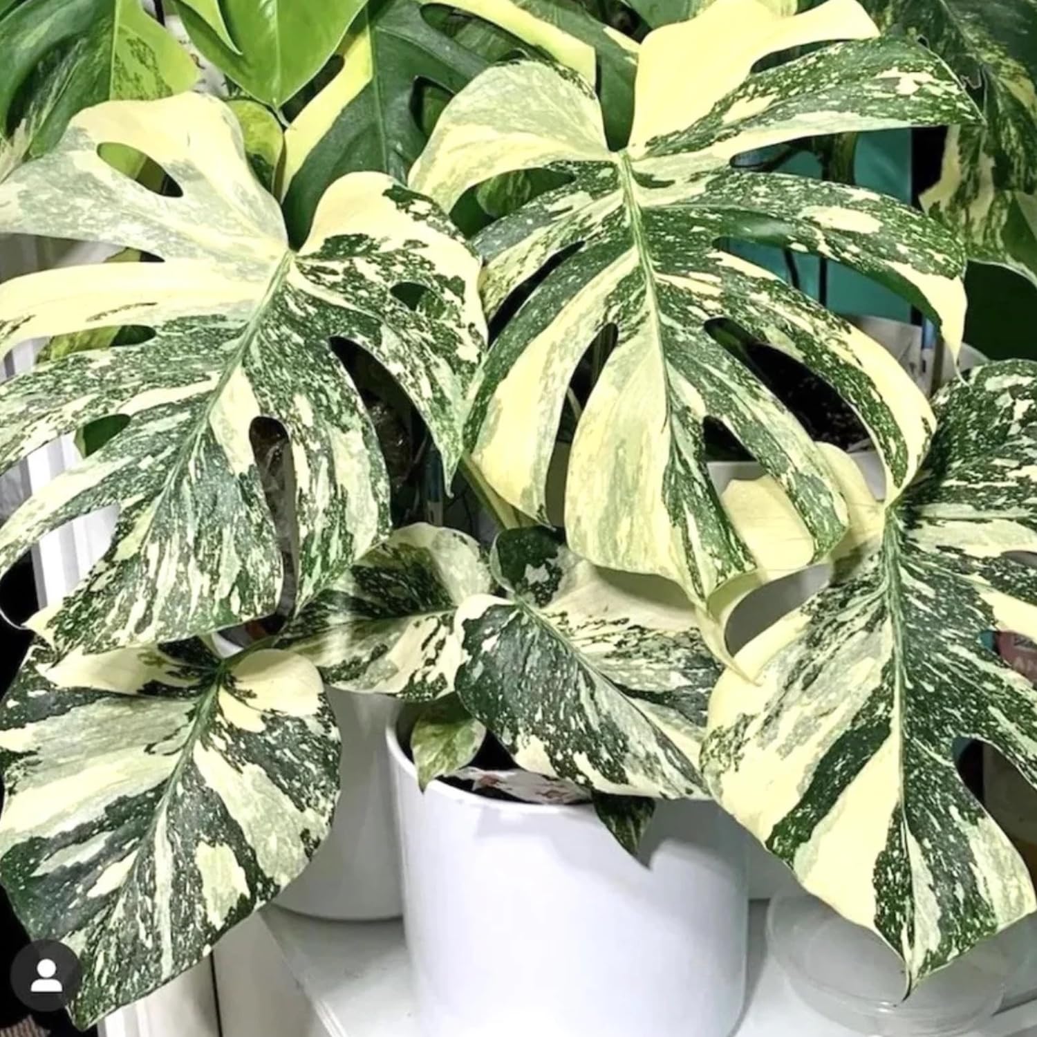 2 Monstera Thai Constellation Philodendron Live Plant 5-9" Tall, Rare Tropical Indoor Houseplant Home Garden