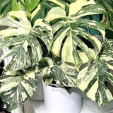 2 Monstera Thai Constellation Philodendron Live Plant 5-9" Tall, Rare Tropical Indoor Houseplant Home Garden