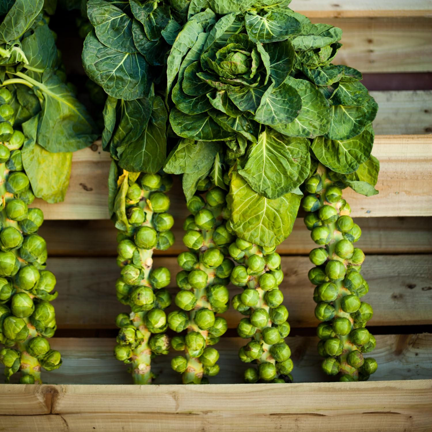 Brussel Sprouts Live Plant in 4″ Pot, Well Rooted Brussel Sprouts Plants, Vegetable for Garden or Container Planting