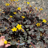 Burgundy Oxalis Triangularis Plant Live, 5-8 Inch Tall Shamrock Houseplant, Indoor Decorative Foliage Plant, No Pot, Yellow Flowers