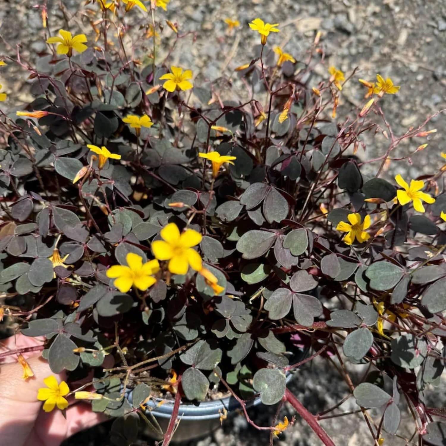 Burgundy Oxalis Triangularis Plant Live, 5-8 Inch Tall Shamrock Houseplant, Indoor Decorative Foliage Plant, No Pot, Yellow Flowers