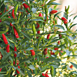 50 Bird Chili Seeds for Planting, Thai Hot Pepper Seeds, Vegetable Seeds for Garden and Container Growing