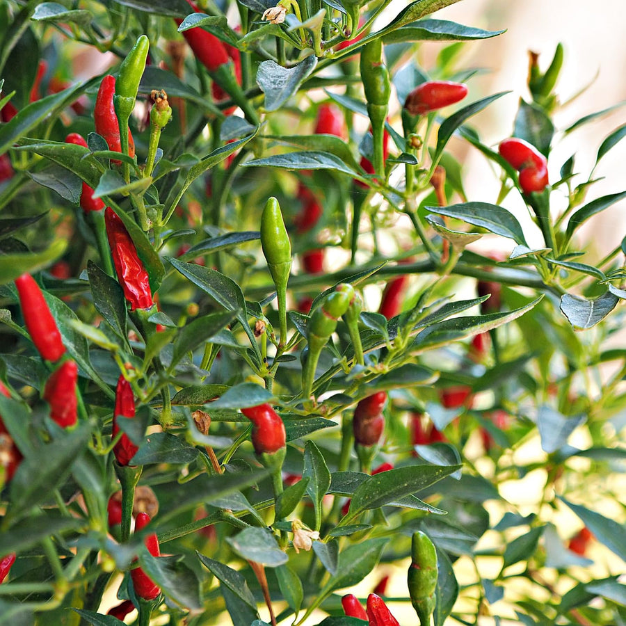 50 Bird Chili Seeds for Planting, Thai Hot Pepper Seeds, Vegetable Seeds for Garden and Container Growing