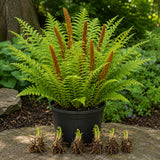 10 Cinnamon Fern Live Rhizomes, Shade Perennial Fern Plants for Outdoor Growing, Hardy, Fast Growing