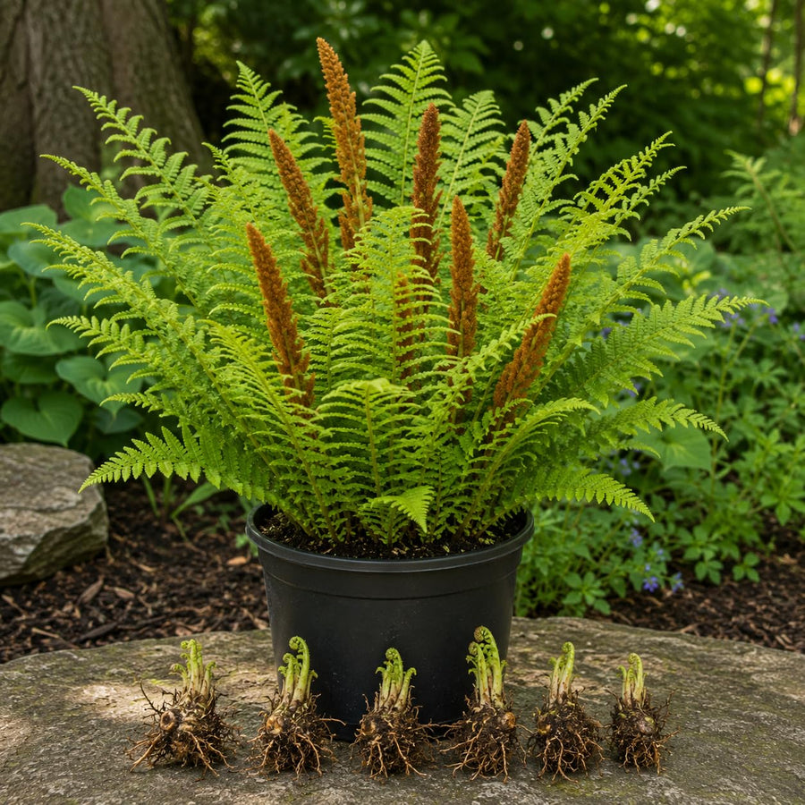 10 Cinnamon Fern Live Rhizomes, Shade Perennial Fern Plants for Outdoor Growing, Hardy, Fast Growing
