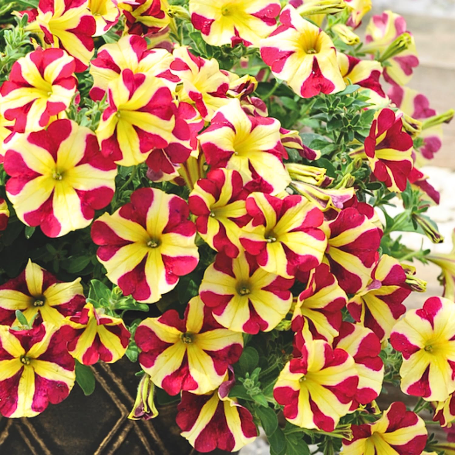 2 Petunia Live Plants, Queen of Hearts Petunia Flowers, Live Petunias Plants Outdoor Indoor, 5-9 Inch Tall