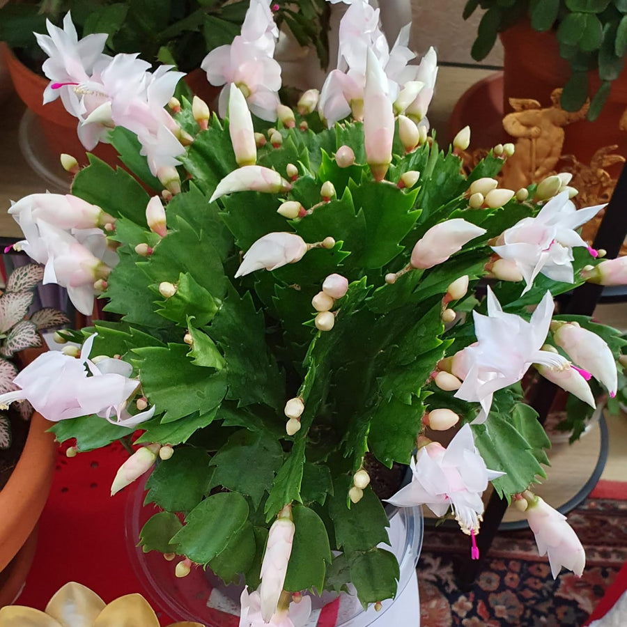 2 Live White Christmas Cactus Plants, White Christmas Cactus Plants Live, 4 to 6 Inch, Bare Root, Perennial Flower Holiday Succulent Plant, No Pot