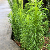 2 Mexican Tarragon Live Plant, 4-6 Inches Tall, Culinary Herb, Well Rooted Mexican Tarragon Plant for Herb Gardens and Containers