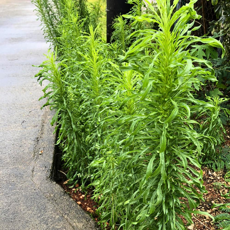 2 Mexican Tarragon Live Plant, 4-6 Inches Tall, Culinary Herb, Well Rooted Mexican Tarragon Plant for Herb Gardens and Containers