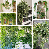 3 Mixed Pothos Live Plants in 4 Inch Pot, 3-6" Live Pothos Plant, Assorted Vine Houseplant for Hanging Basket, Garden Pots