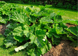 5 Rhubarb Roots for Planting, Medium Size Crown Rhubarb Rhizomes, Perennial Vegetable Plants, Cold-Hardy, Outdoor Garden