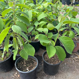 Cherimoya Tree Live Plant, 2-3 Feet Tall in One Gallon Pot, Tropical Annona Fruit Tree for Outdoor or Container Planting