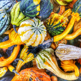 50 Mixed Gourd Seeds for Planting, Assorted Gourd Vegetable Seeds, Garden Seeds for Outdoor Growing
