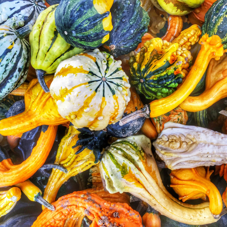 50 Mixed Gourd Seeds for Planting, Assorted Gourd Vegetable Seeds, Garden Seeds for Outdoor Growing