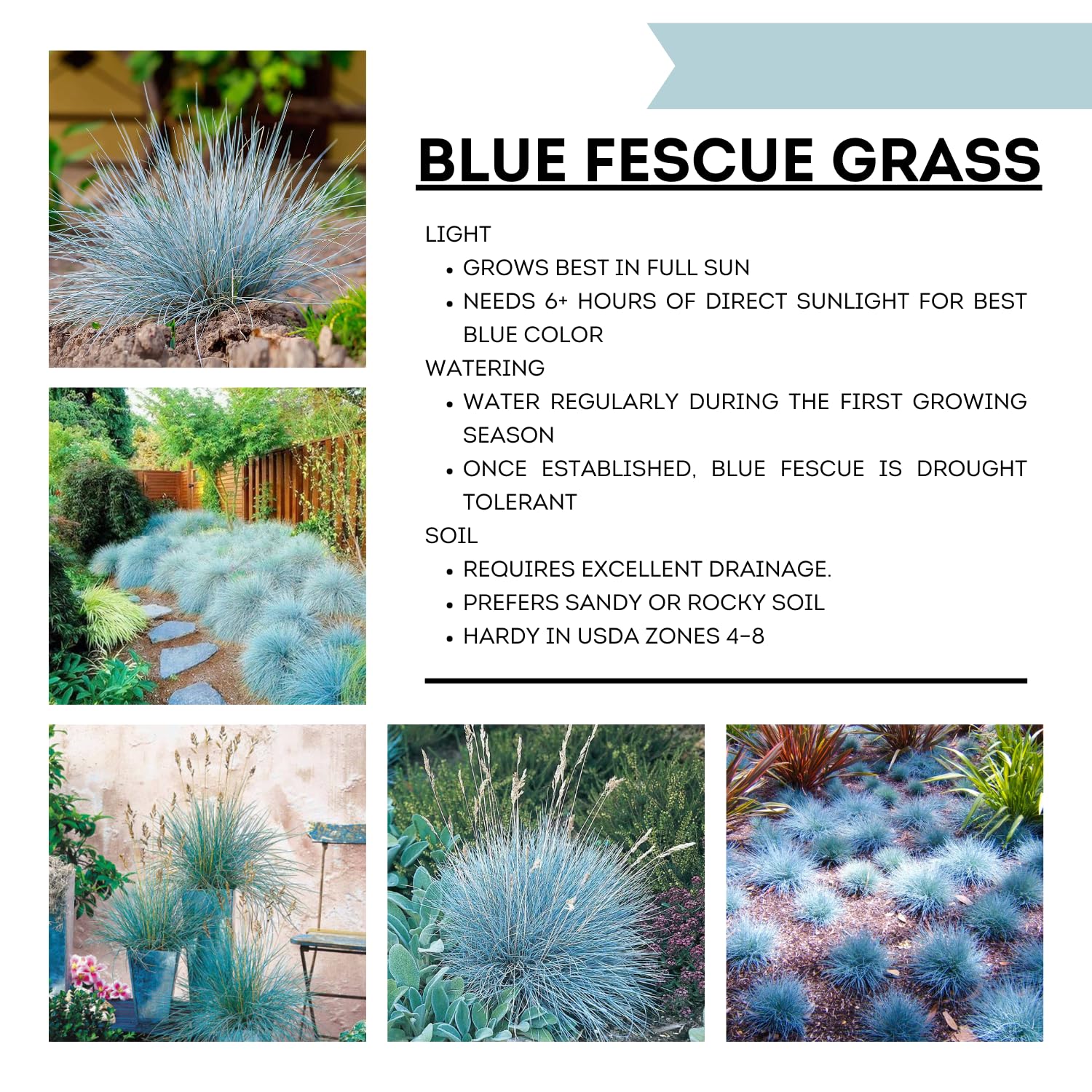 Blue Fescue Grass Plants Live, in 4" Pot, Hardy Ornamental Perennial Grass for Garden Borders