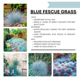 Blue Fescue Grass Plants Live, Ornamental Grass for Outdoor Landscaping and Containers, in 4" Pot