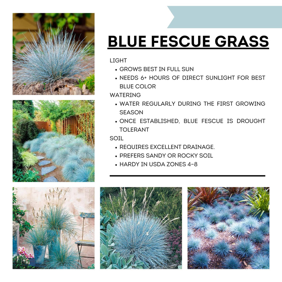 Blue Fescue Grass Plants Live, Ornamental Grass for Outdoor Landscaping and Containers, in 4" Pot