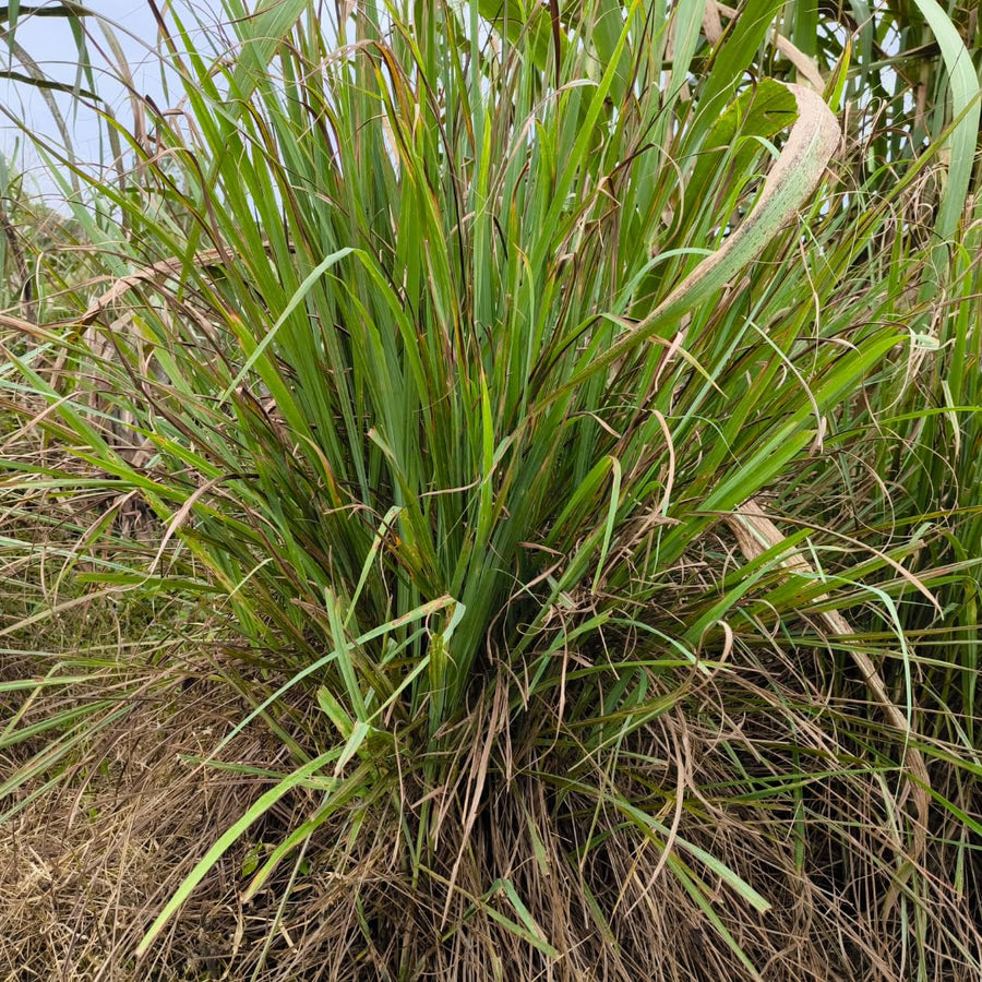 Pack 250 Lemongrass Seeds for Growing, Fragrant Herbs, Heirloom Herb Seeds, Suitable for Indoor or Outdoor Growing